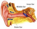 /album/fotogallerij/three-ear-thumb-jpg/
